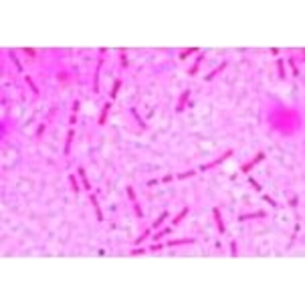 LIEDER Bacteria, 25 microscope slides