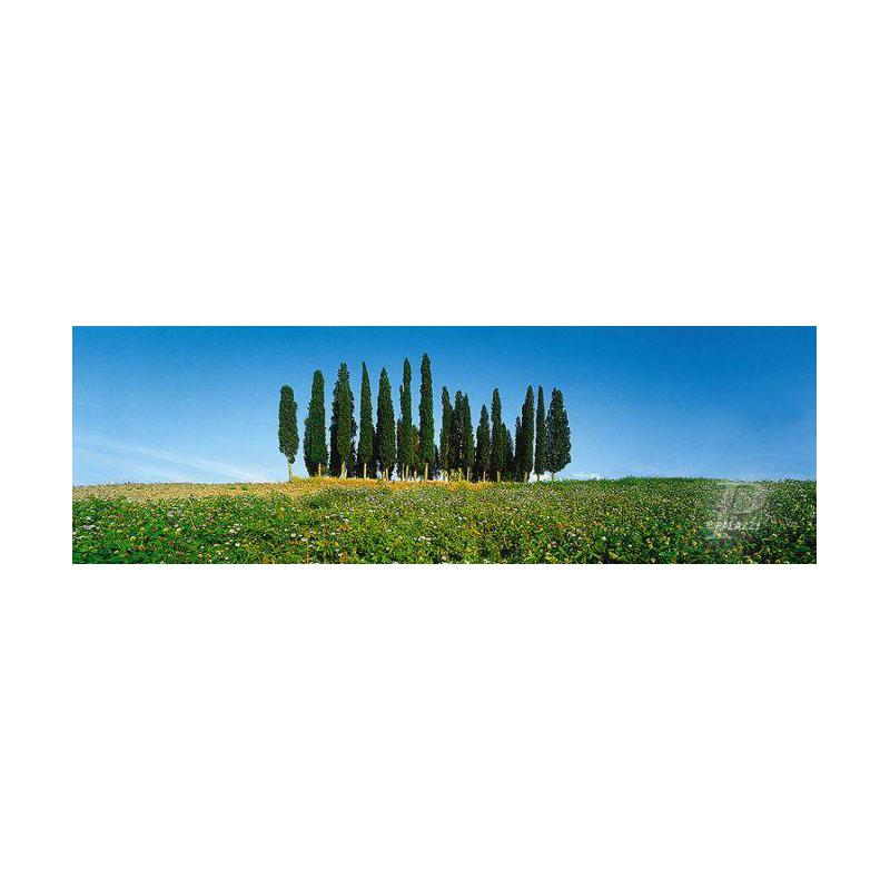 Palazzi Verlag Poster Cypress Tress Tuscany Leinwandprint