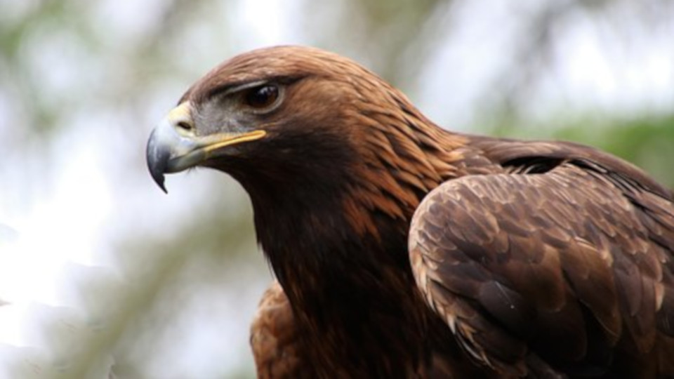 Comment puis-je trouver et identifier des oiseaux dans la forêt ?