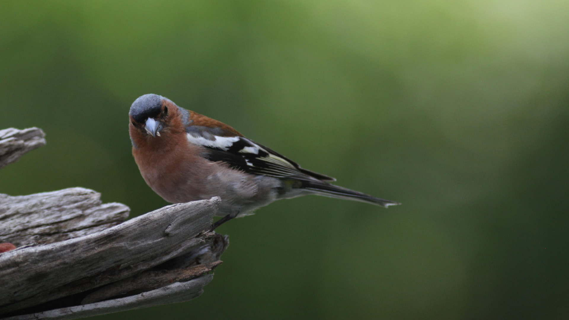 Buchfink, aufgenommen mit dem Photography Scope, Bild: Marcus Schenk