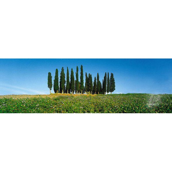 Affiche Palazzi Verlag Cypress Tress Tuscany