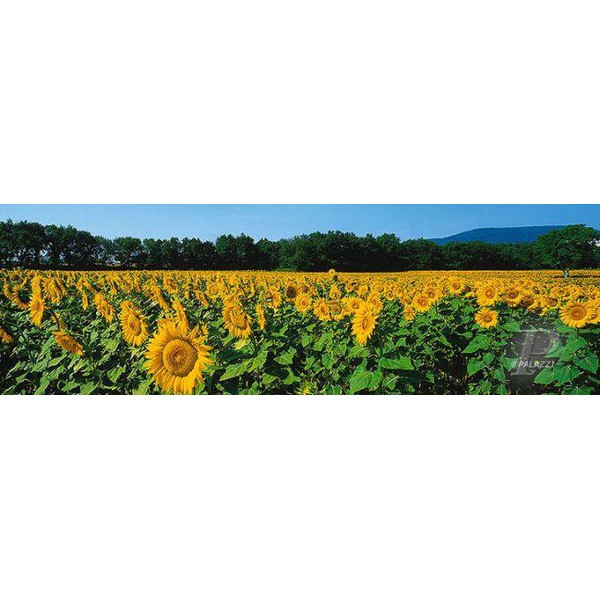 Affiche Palazzi Verlag Sunflower Fields Tuscany