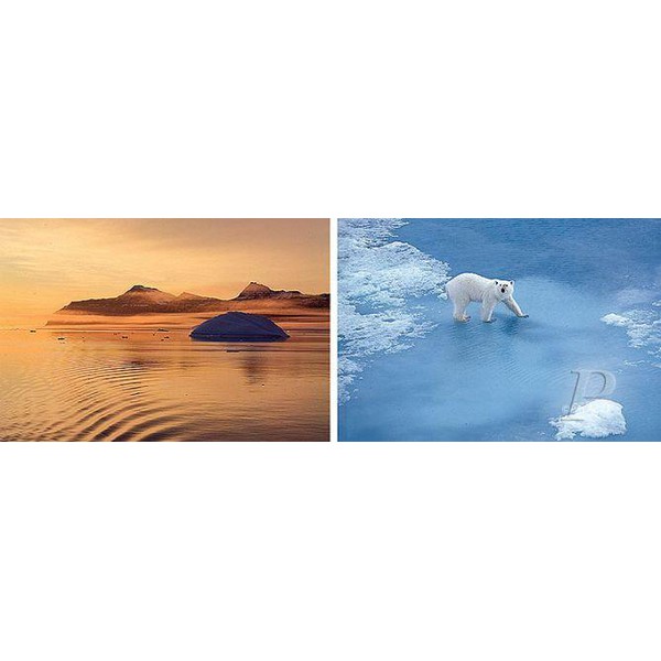 Palazzi Verlag Poster Thule Polar Bear Leinwandprint