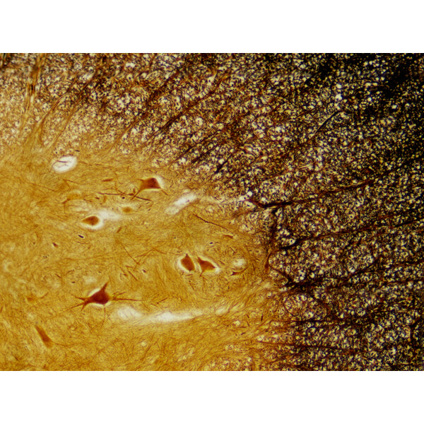 Bresser Dauerpräparate Histologie 30 Stück