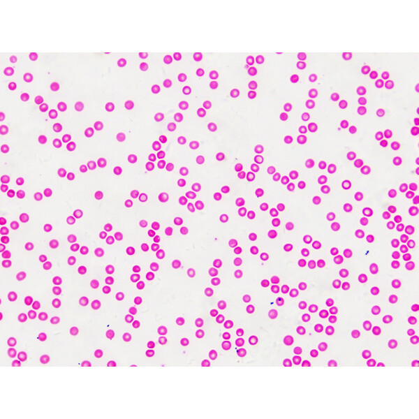 Bresser Dauerpräparate Histologie 30 Stück