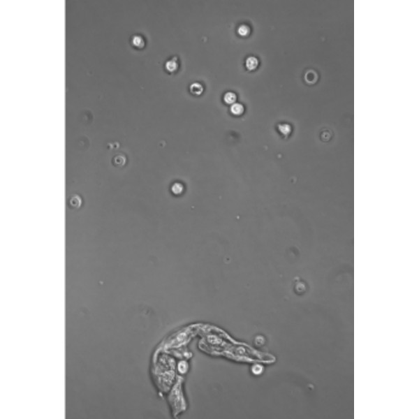 Microscope Hund Medicus PH Plan, trino, 100x-1000x