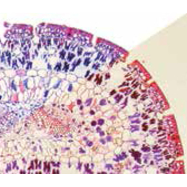 Optika Microscope plan binoculaire B-382PLi-ALC, X-LED