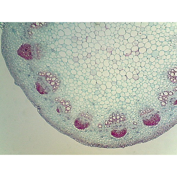 Omegon USB Caméra pour microscope et télescope