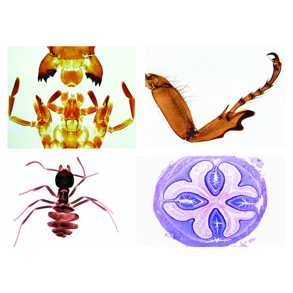 LIEDER Insectes, série complémentaire (36 préparations)