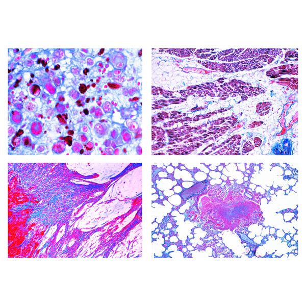 LIEDER Histologie de la pathologie pour la médecine vétérinaire (22 préparations)