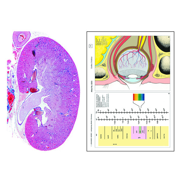 LIEDER Histologie humaine et annimale, complément (12 préparations), kit étudiant