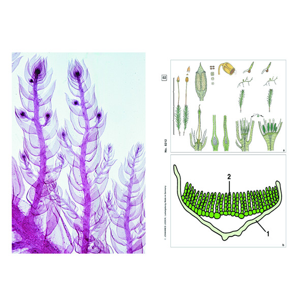 LIEDER Plantes sans fleurs (Cryptogamae), kit étudiant complémentaire (12 préparations),