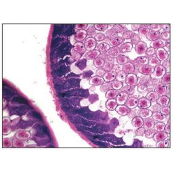 Microscope Optika achro, bino, 400x, LED, B-50B