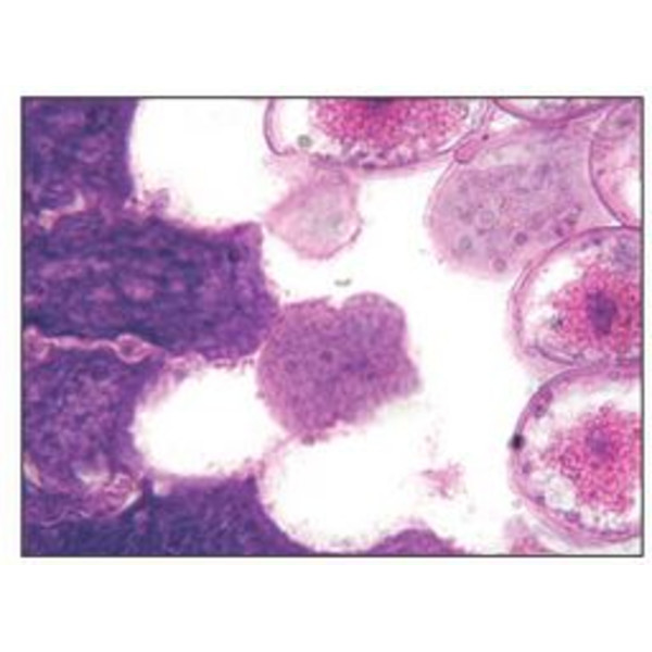 Microscope Optika achro, bino, 400x, LED, B-50B