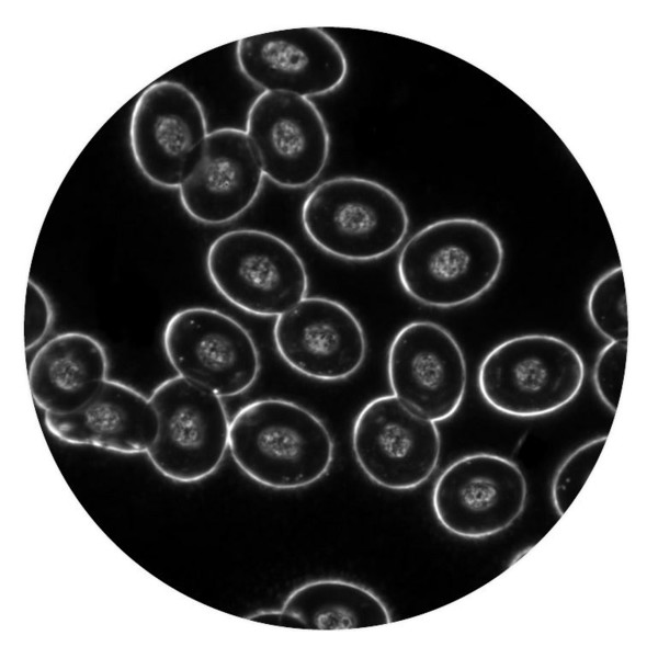 Microscope Optika Mikroskop B-510DKIVD, trino, darkfield, W-PLAN IOS, W-PLAN, 40x-1000x, IVD