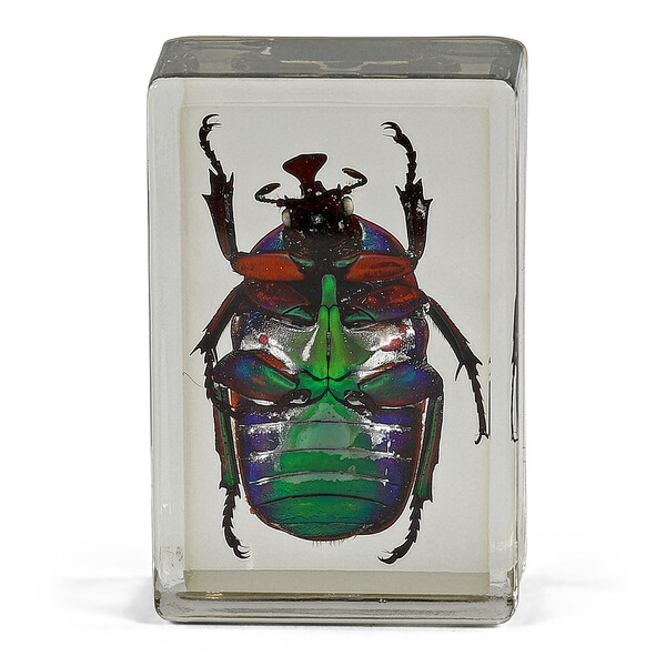 Omegon Lames préparées Coccinelle verte