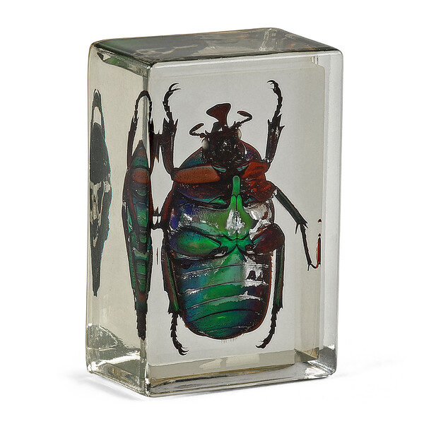 Omegon Lames préparées Coccinelle verte