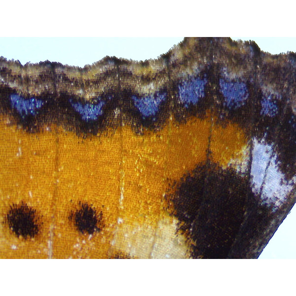 ZEISS Zoom-Stereomikroskop Stemi 355, C Lab, trino, BF, DF, w.d. 110mm, 10x/23, 5,5:1 , 7,2x-40x, AL/DL, Spot C LED