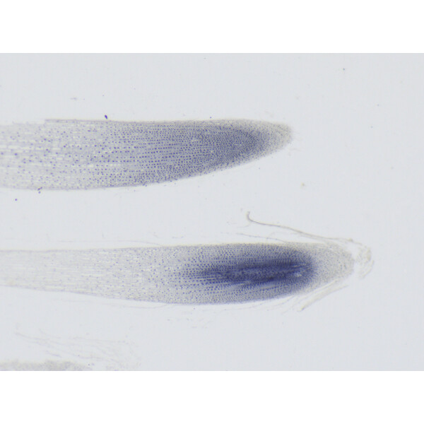ZEISS Zoom-Stereomikroskop Stemi 355, C Lab, trino, BF, DF, w.d. 110mm, 10x/23, 5,5:1 , 7,2x-40x, AL/DL, Spot C LED
