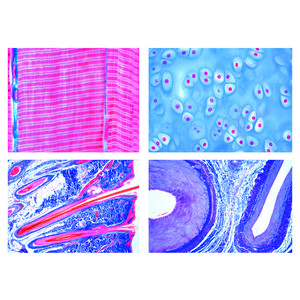 LIEDER Histologie der Säugetiere (Mammalia), Grundserie. 25 Präparate