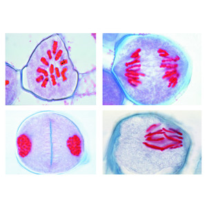 LIEDER Divisions de maturation dans les cellules mères du pollen du lys (Lilium candidum) (12 préparations)