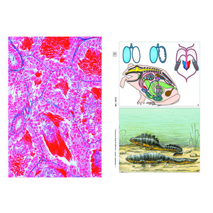 LIEDER Histologie de la grenouille (Rana), base (12 préparations), kit étudiant