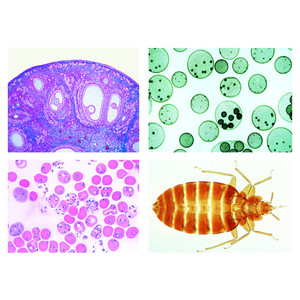 LIEDER Préparations microscopiques série d'école C (supplément à un A et à un B), 50 Präp.