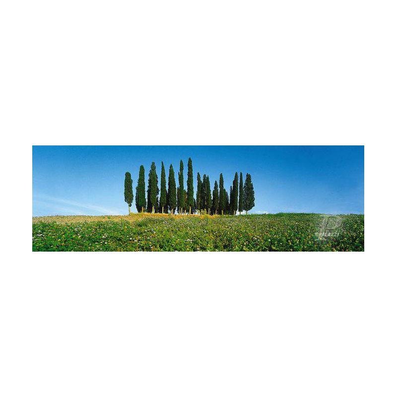 Affiche Palazzi Verlag Cypress Tress Tuscany