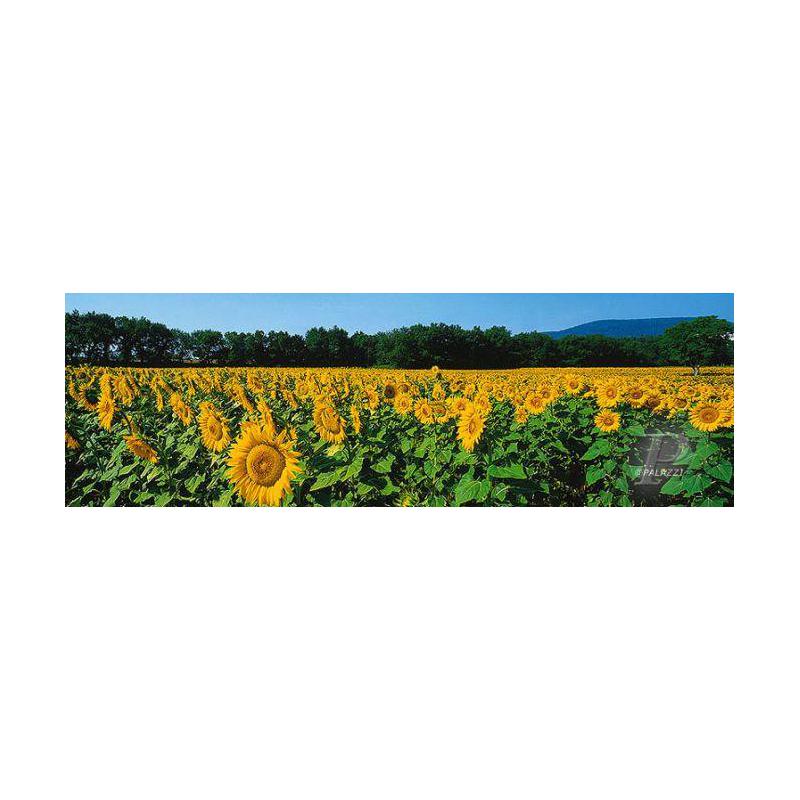 Affiche Palazzi Verlag Sunflower Fields Tuscany