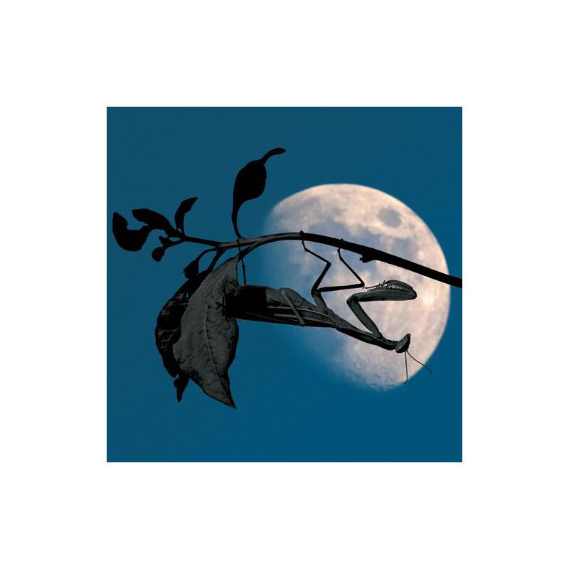 Tushita Verlag Kalender Moon Power 2009