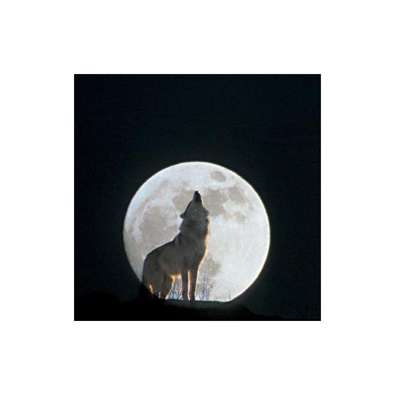 Tushita Verlag Kalender Moon Power 2009