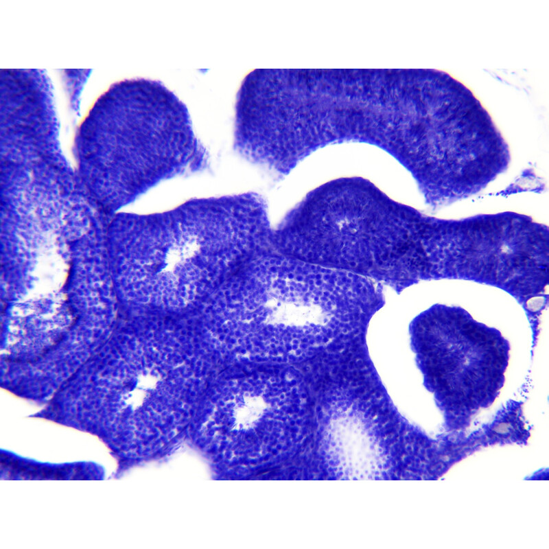 Bresser Dauerpräparate Histologie 30 Stück