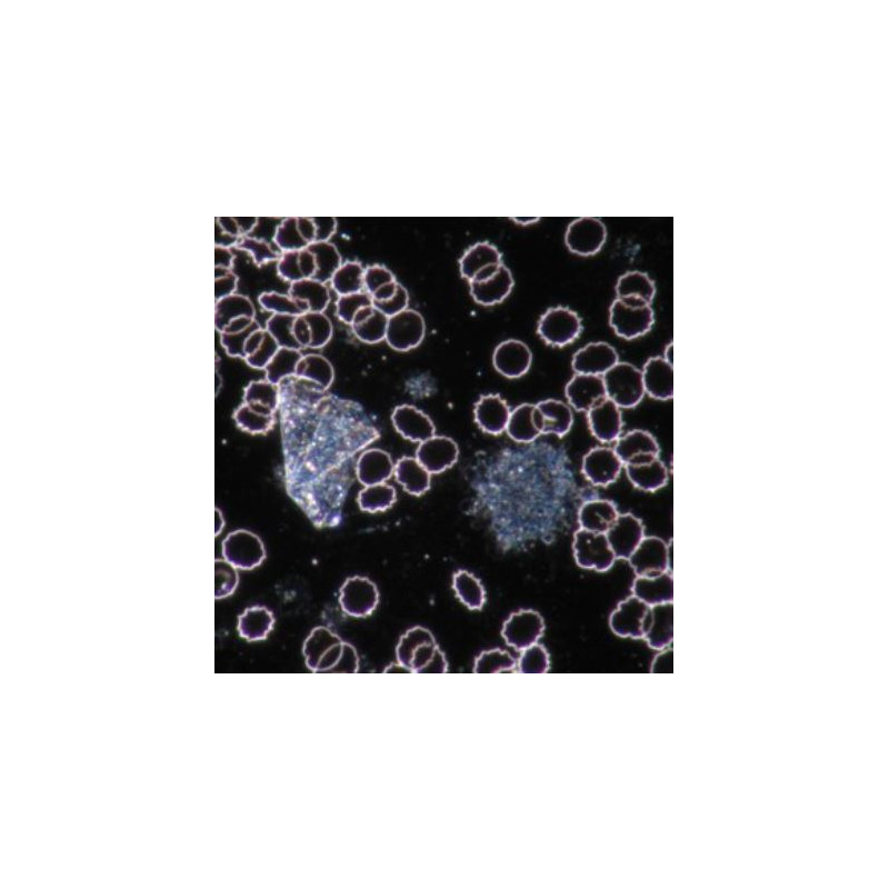 Novex Mikroskop BTP 86.091-DFLED, trinokular