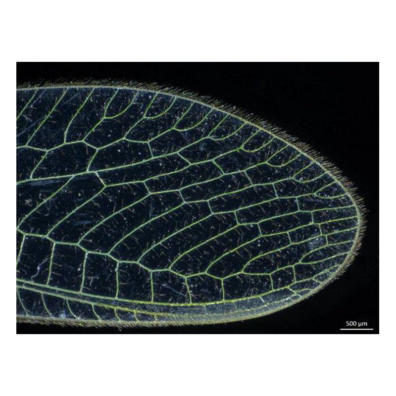 ZEISS Zoom-Stereomikroskop Stemi 305, EDU, bino, Greenough, w.d.110mm, 10x/23, 0.8x -4.0x