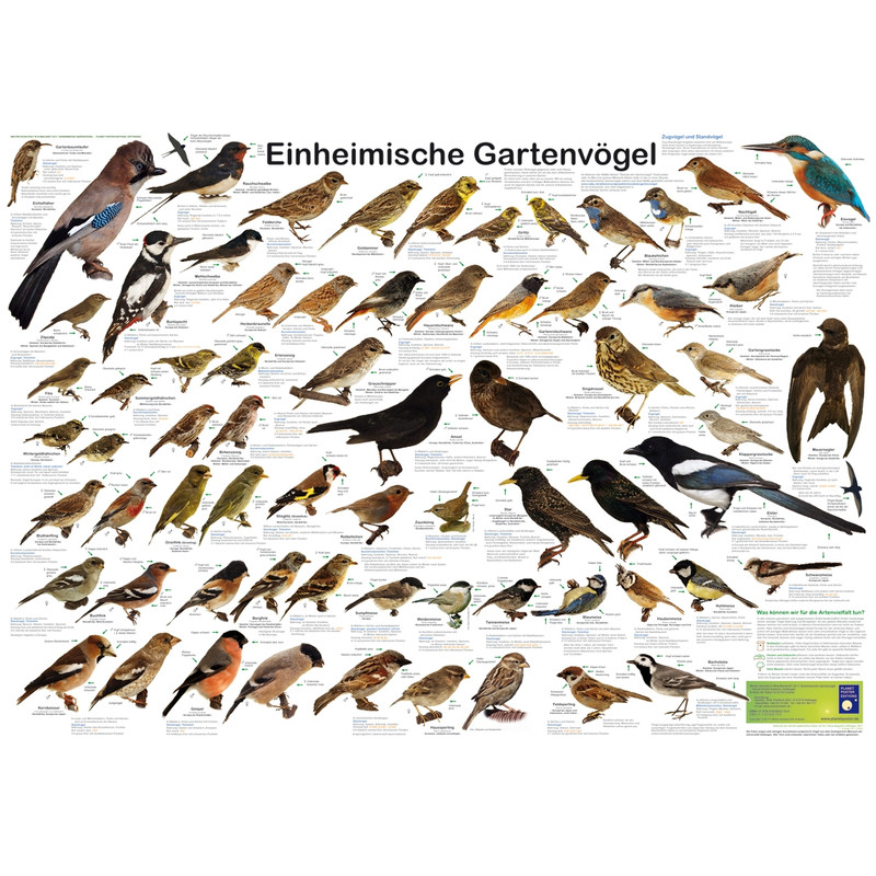 Planet Poster Editions Poster Einheimische Gartenvögel