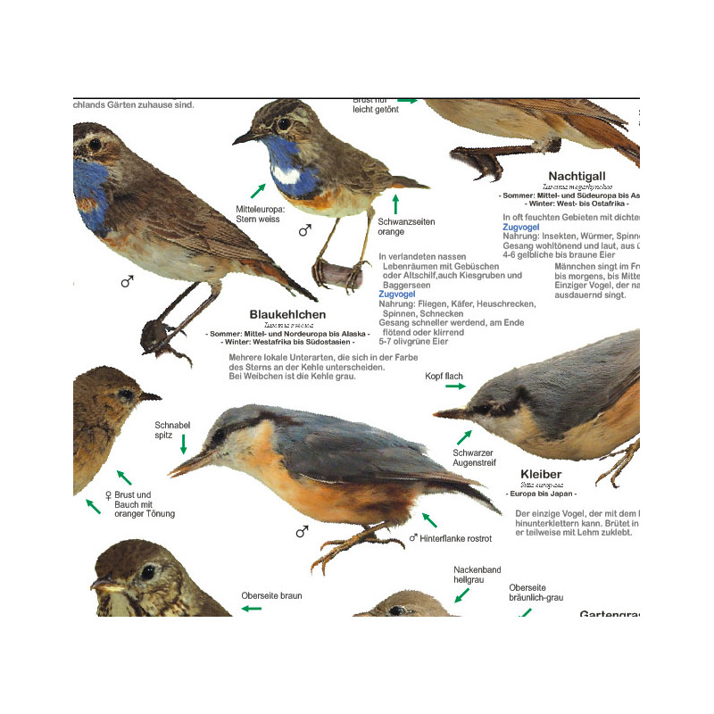 Affiche Planet Poster Editions Einheimische Gartenvögel