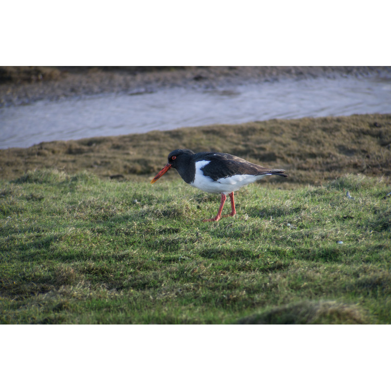 Longue-vue Leica Digiscoping-Kit: APO-Televid 82 W + 25-50x WW + T-Body black + Digiscoping-Adapter