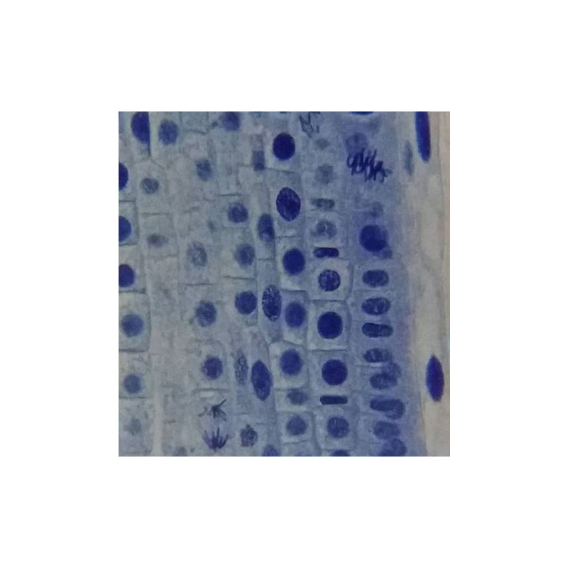 Microscope Bresser Erudit Basic, mono, 40x-400x