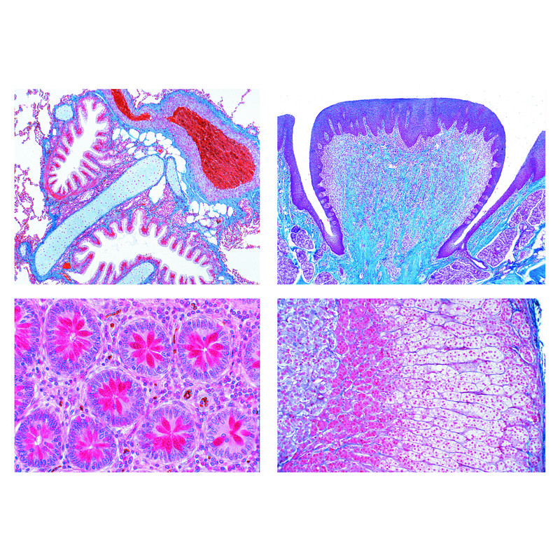 LIEDER Histologie humaine normale (40 préparations)