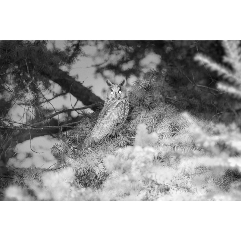 Appareil-photo spécial gibier ZEISS Secacam 3 (lot de 4)