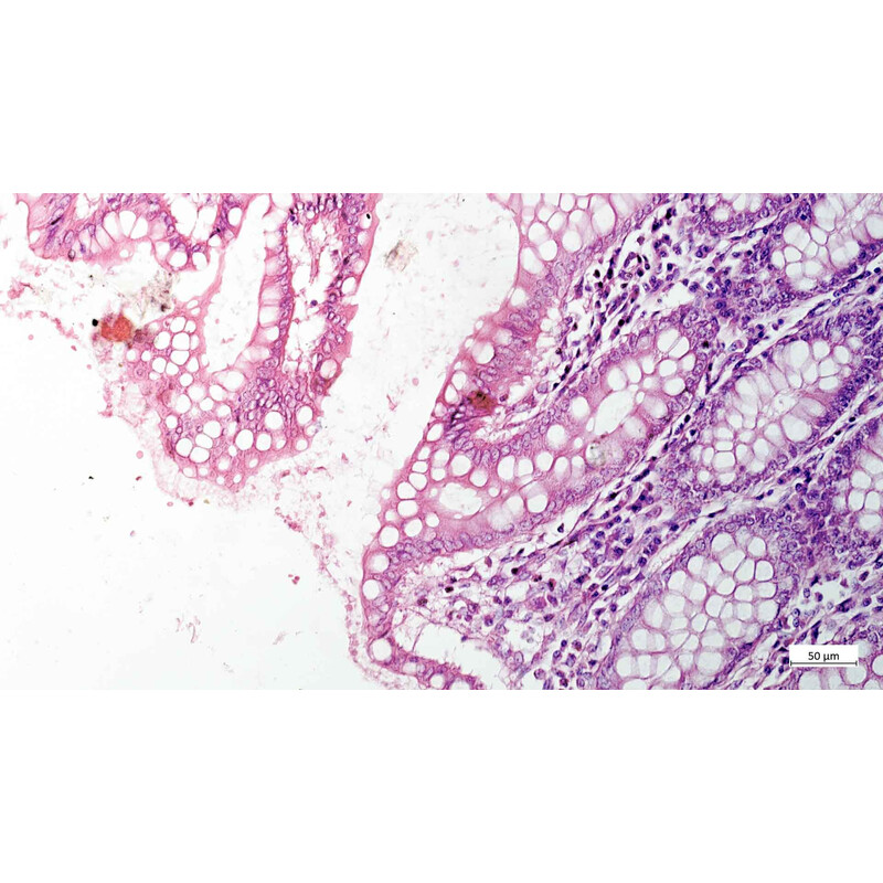 Microscope ZEISS Axiovert 5 Digital, PH, FL, 50-400x, 0,4 NA, LED, 5 MP, mono