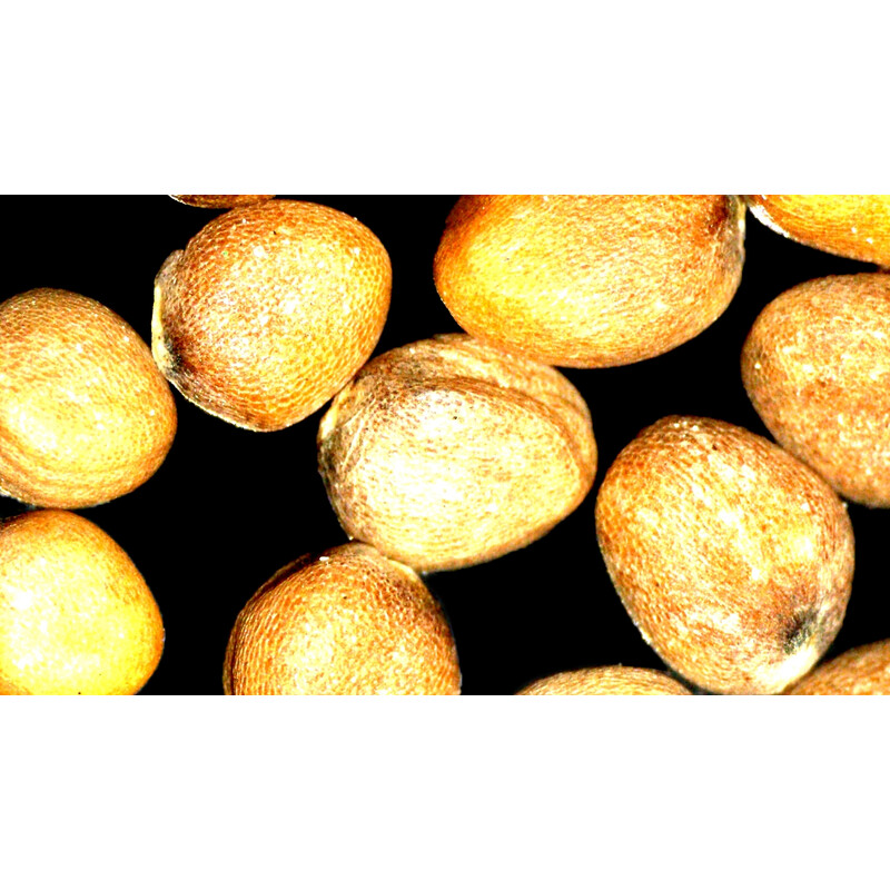 Microscope stéréo zoom ZEISS Stemi 355, C Lab, trino, BF, DF, w.d. 110 mm, 10x/23, 5,5:1, 7,2x-40x, AL/DL, Spot C LED