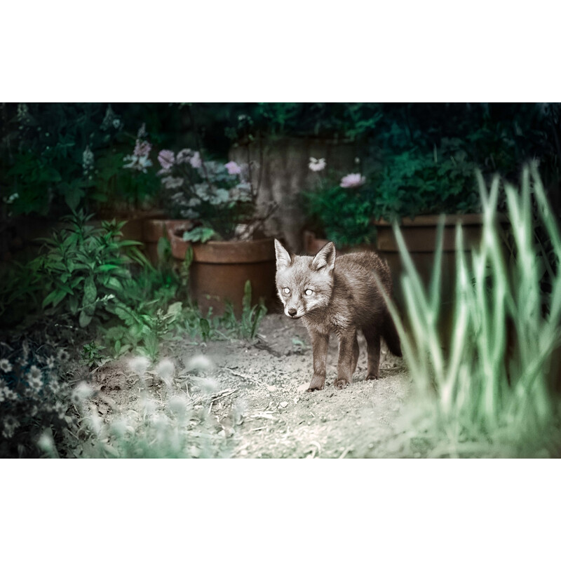 ZEISS Wildkamera Secacam 1