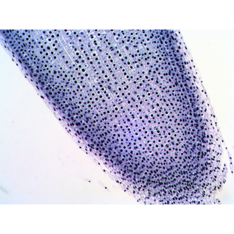 Levenhuk Lames préparées N20 NG