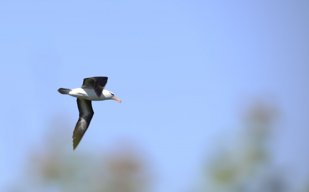 Schwarzbrauenalbatros