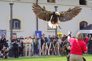 Greifvogelvorführung im Rahmen der Fürstenfelder Naturfototage. Quelle: Projekt Natur und Fotografie